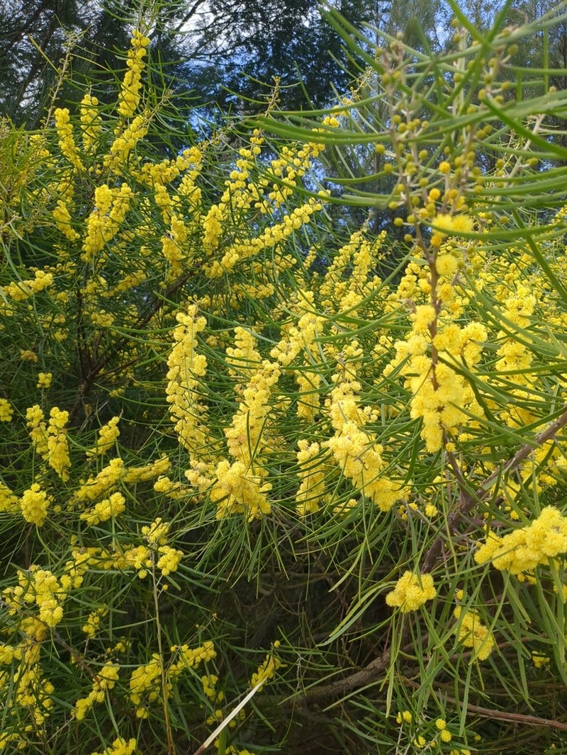 Acacia elongata photo 8