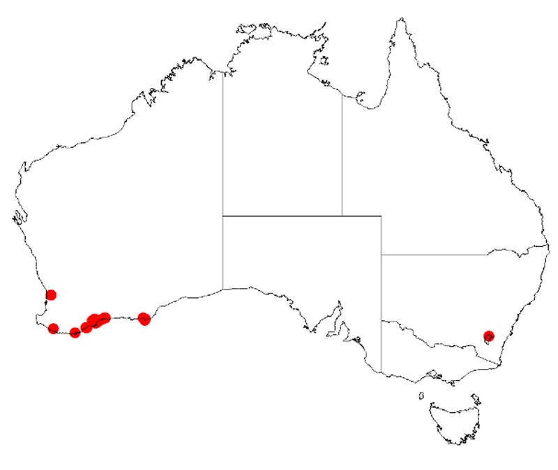 Acacia empelioclada