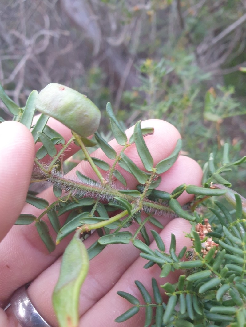Acacia empelioclada photo 2