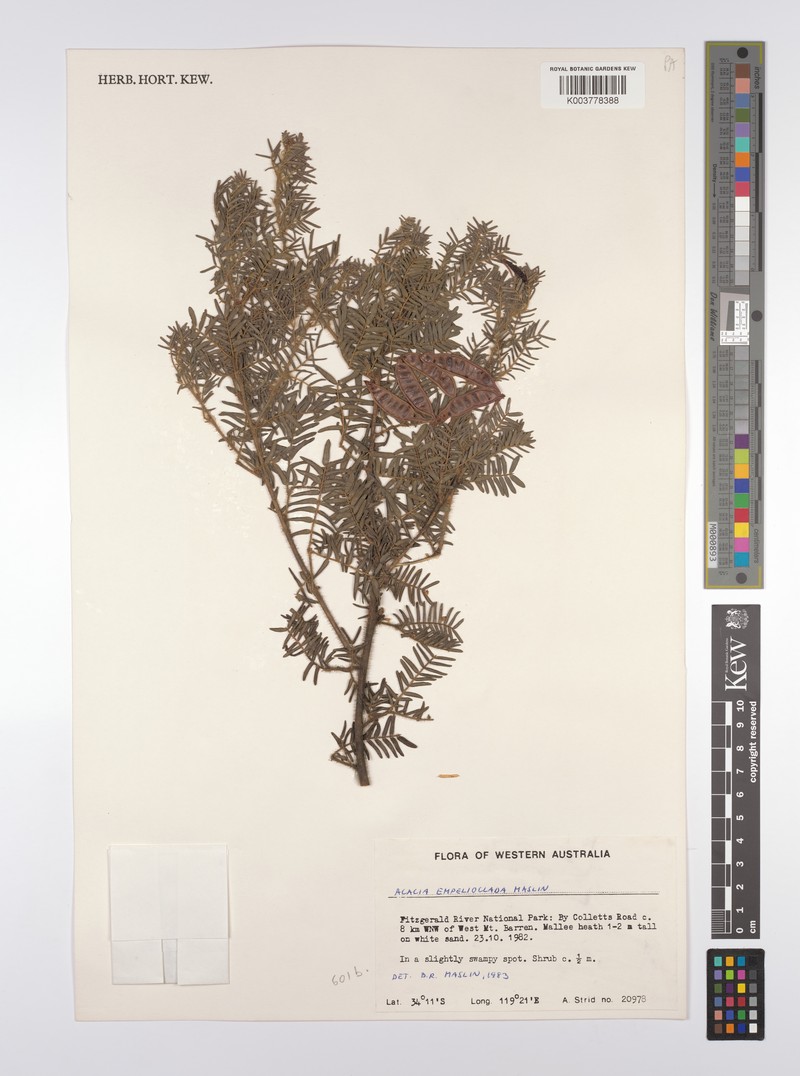 Acacia empelioclada photo 3