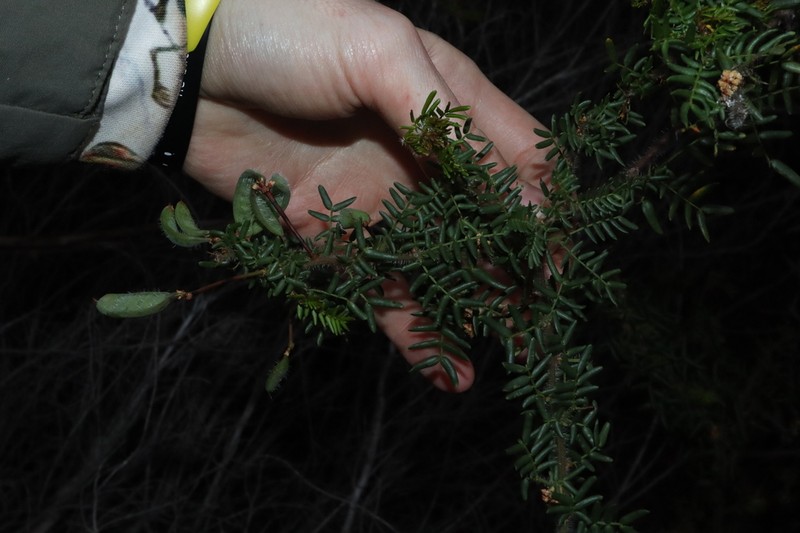 Acacia empelioclada photo 4
