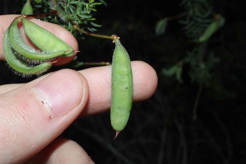 Acacia empelioclada photo 5