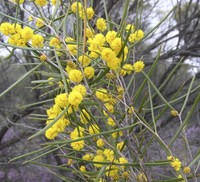Acacia enervia