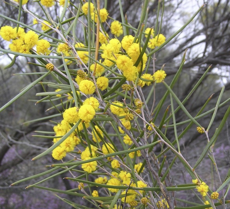 Acacia enervia