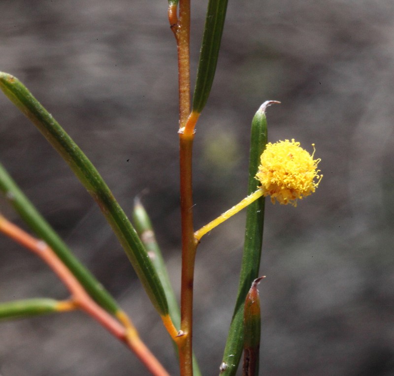 Acacia enervia photo 2