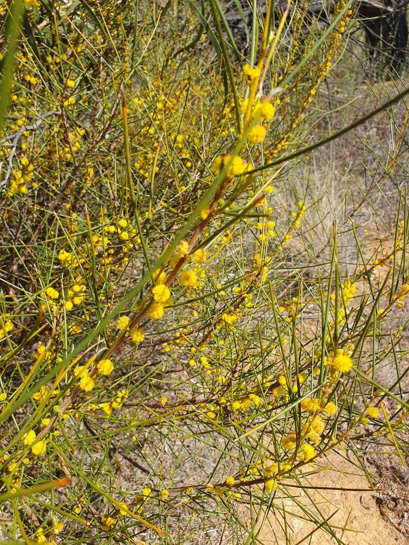 Acacia enervia photo 3
