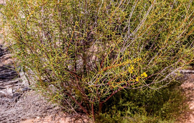 Acacia enervia photo 4