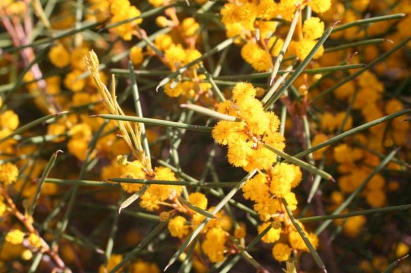 Acacia enervia subsp. enervia