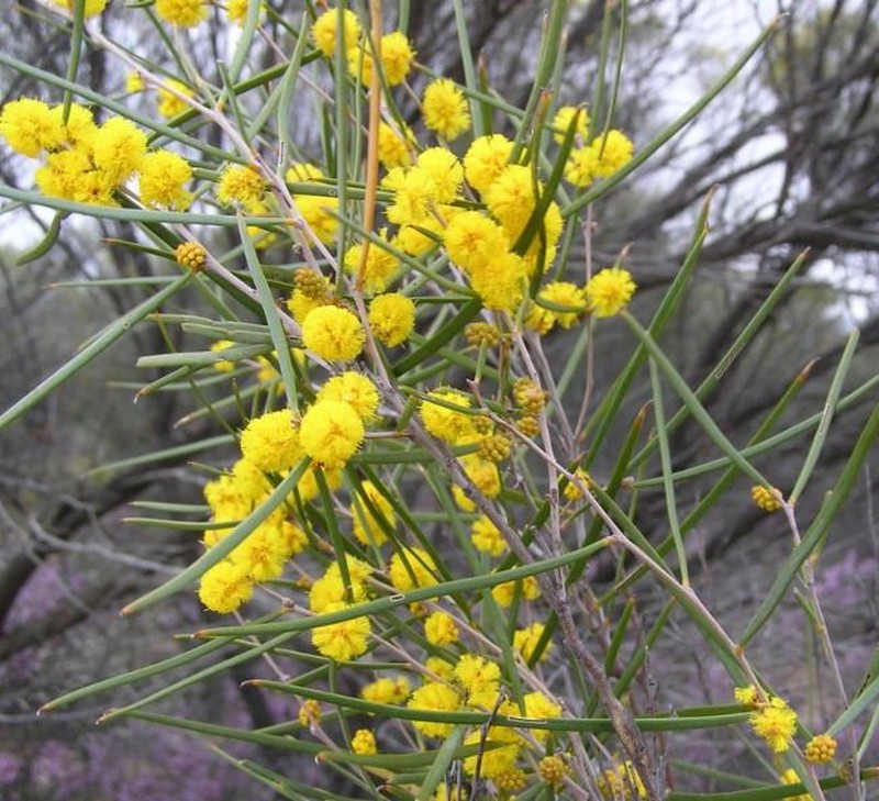 Acacia enervia subsp. explicata