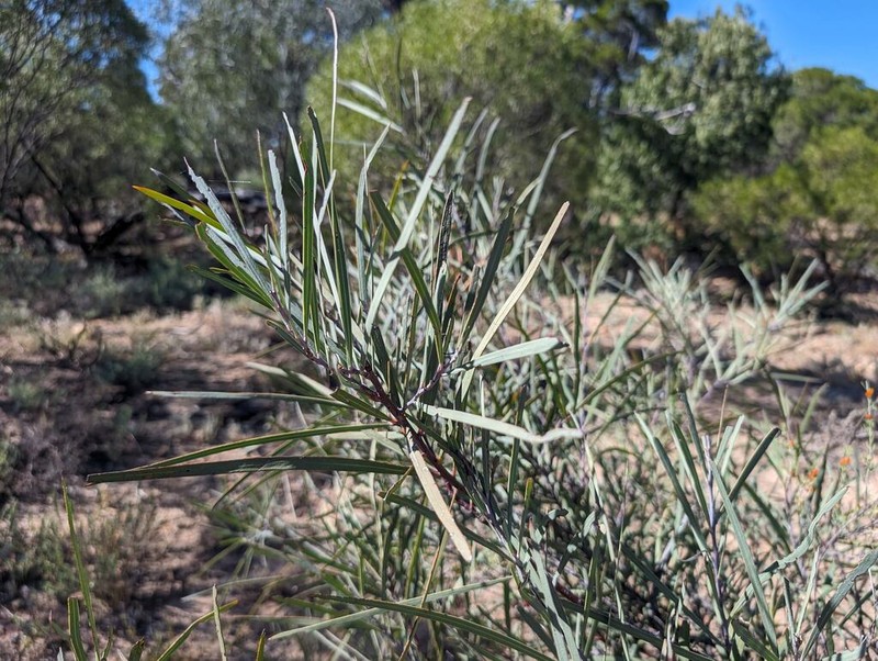 Acacia ensifolia photo 3