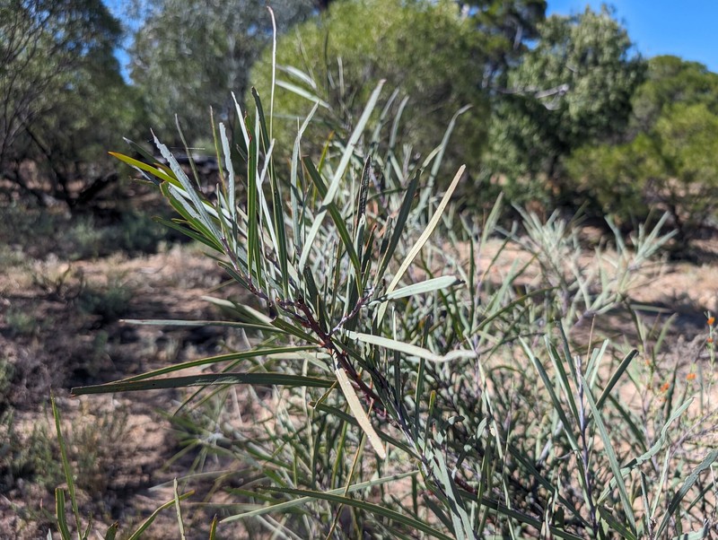 Acacia ensifolia photo 5