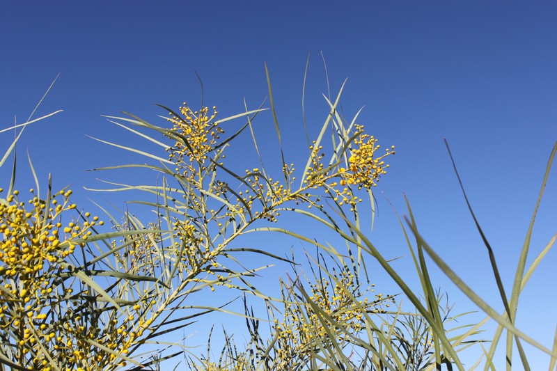 Acacia ensifolia photo 6