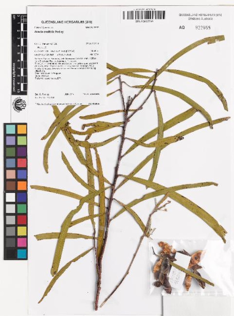 Acacia ensifolia photo 7