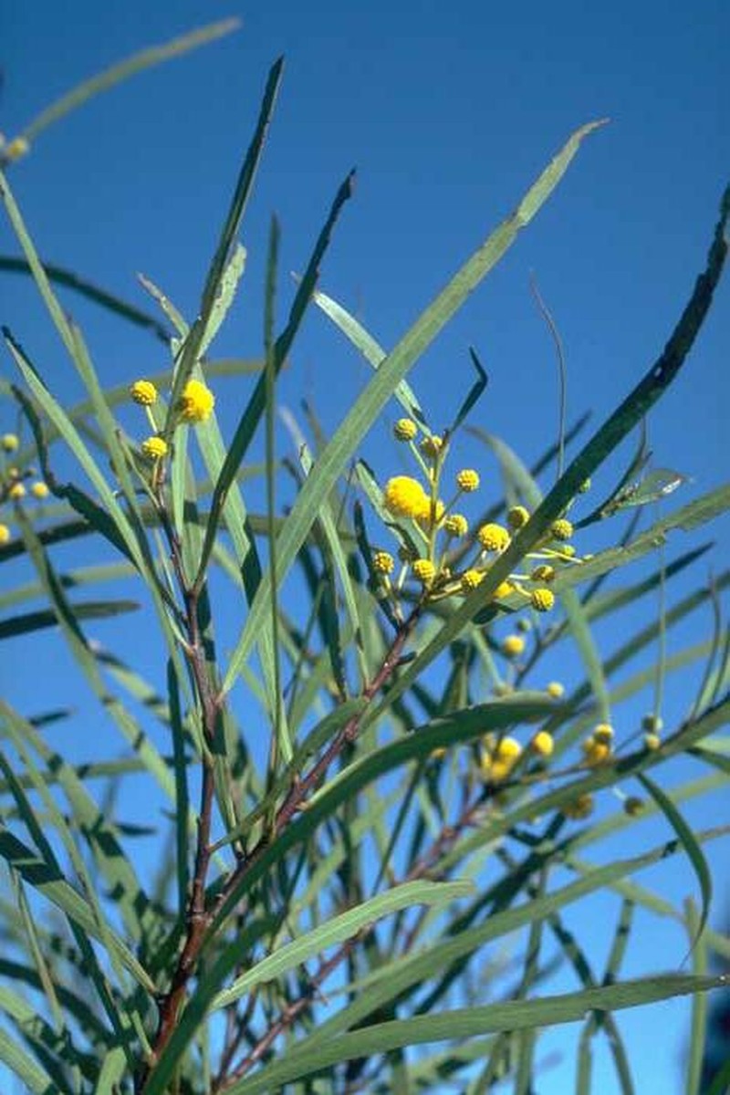Acacia ensifolia