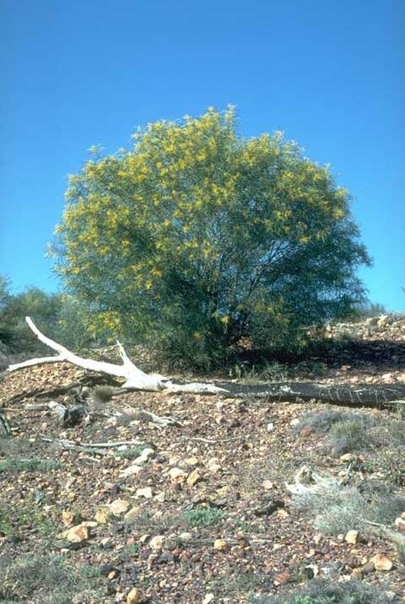 Acacia ensifolia photo 2