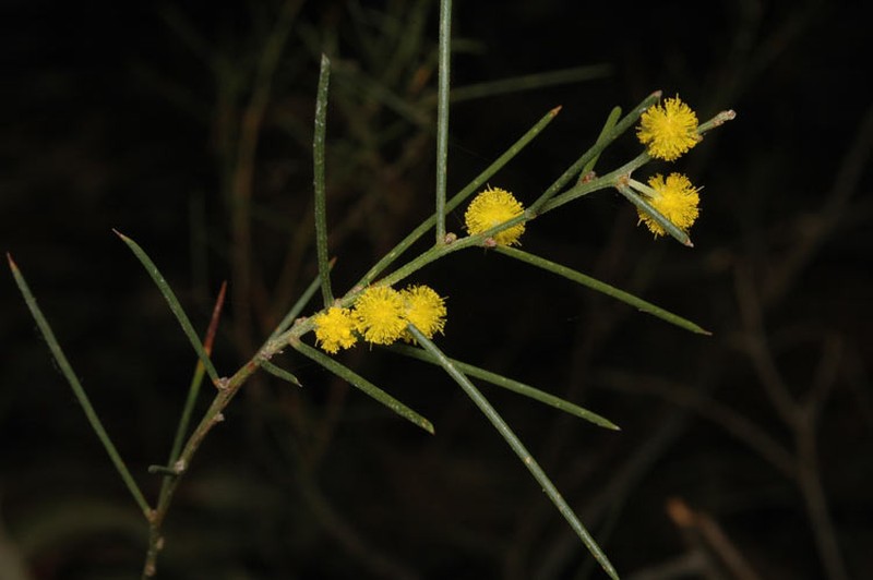 Acacia enterocarpa