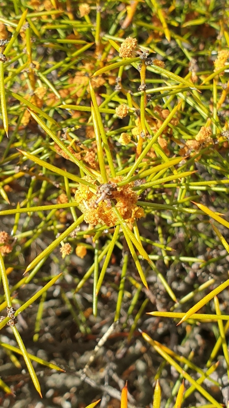 Acacia enterocarpa photo 2