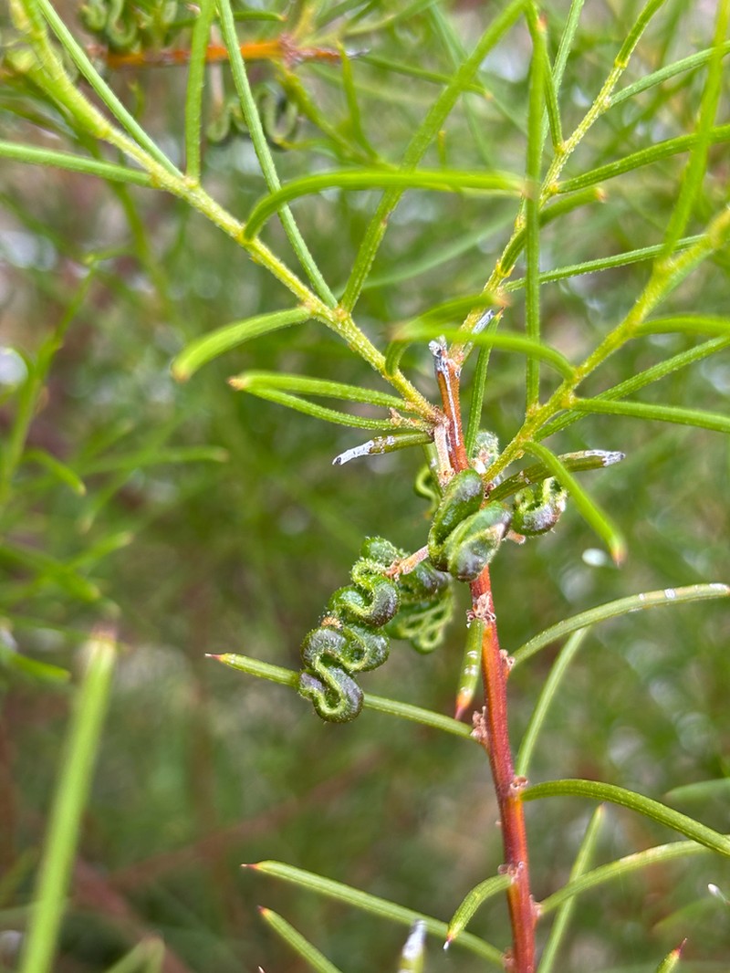 Acacia enterocarpa photo 3