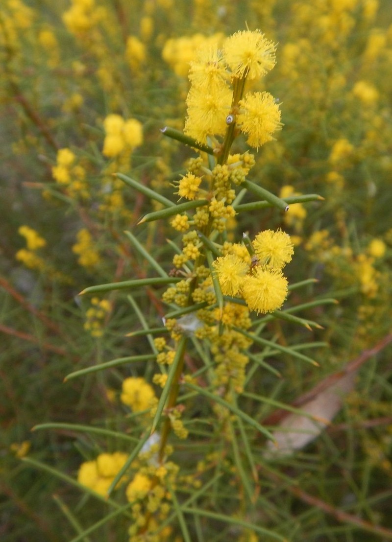 Acacia enterocarpa photo 4