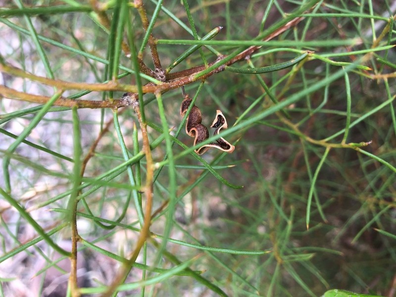 Acacia enterocarpa photo 5