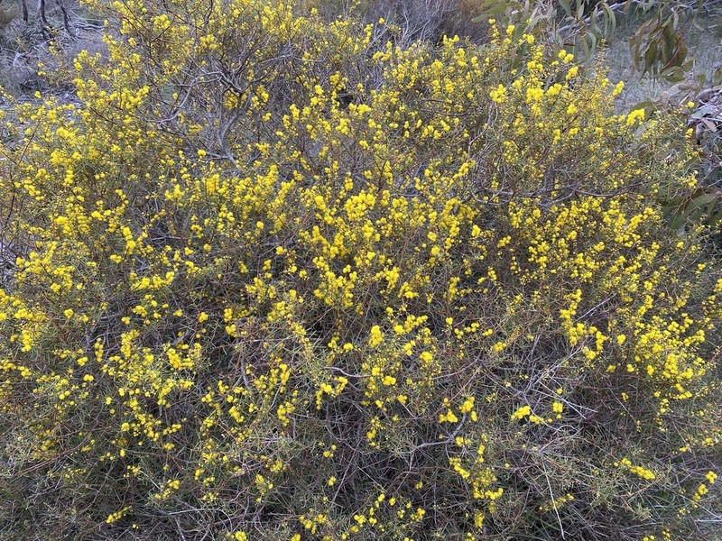 Acacia enterocarpa photo 6