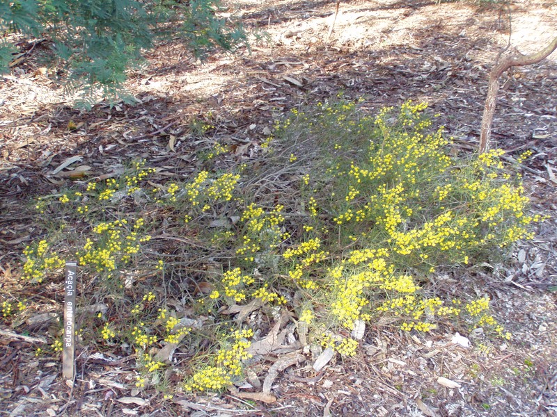 Acacia enterocarpa photo 8