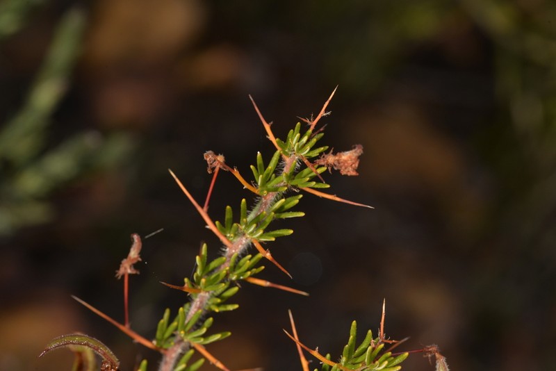 Acacia epacantha photo 3