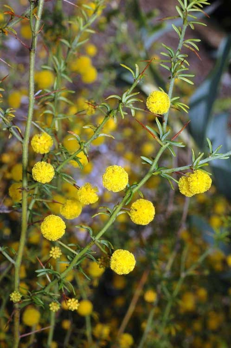 Acacia epacantha