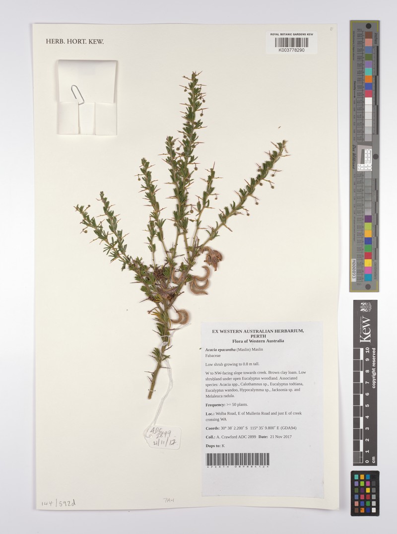 Acacia epacantha photo 2