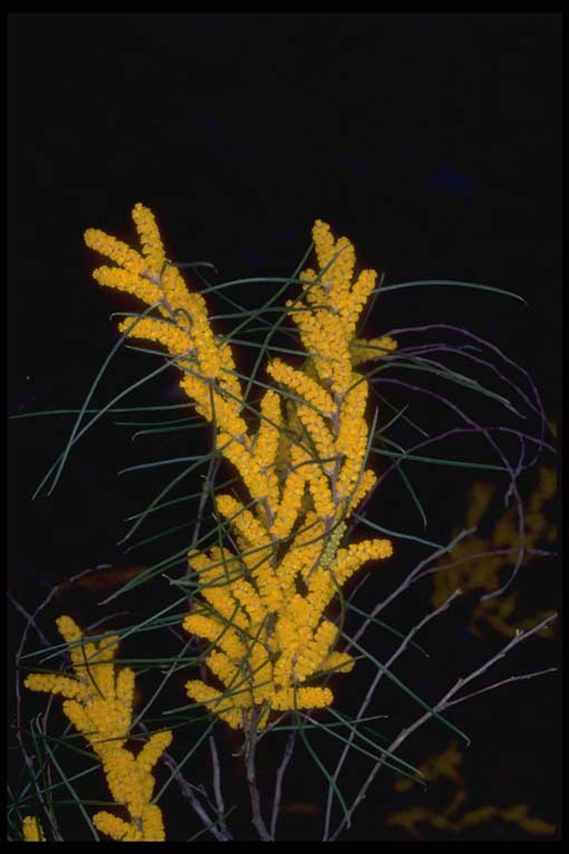 Acacia ephedroides