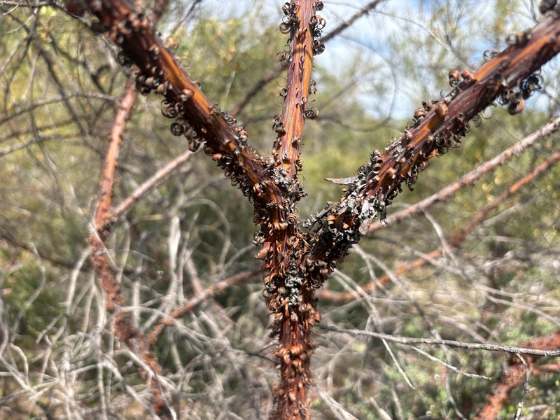 Acacia ephedroides photo 2