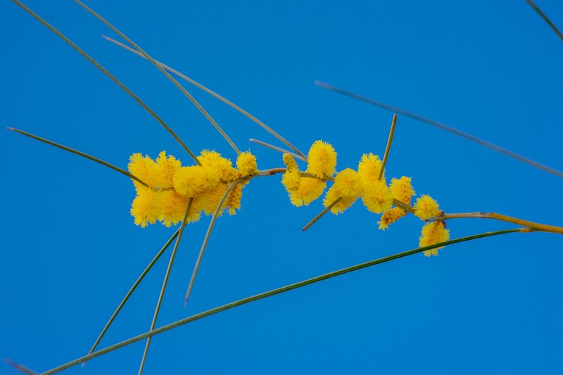 Acacia ephedroides photo 3