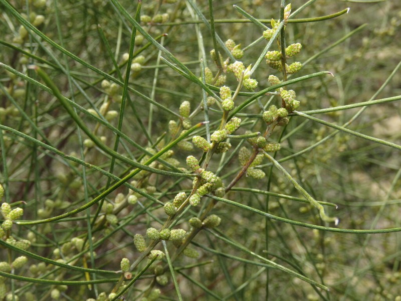 Acacia ephedroides photo 4