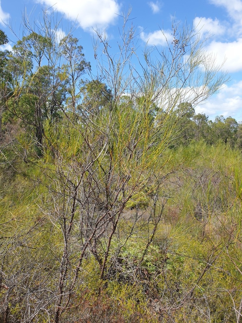 Acacia ephedroides photo 5