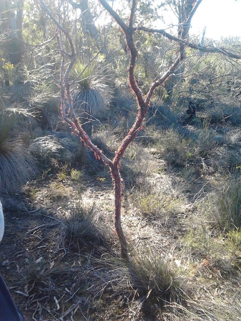 Acacia ephedroides photo 6