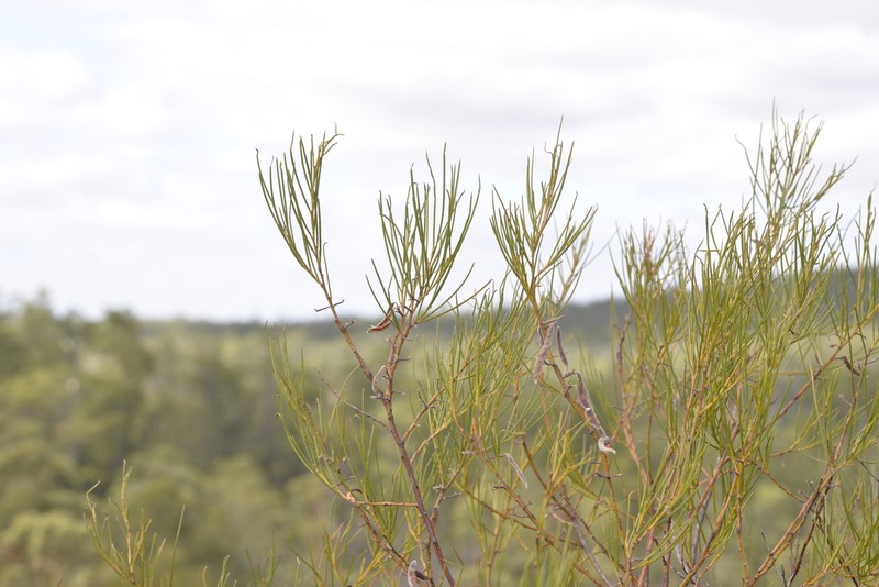 Acacia ephedroides photo 7