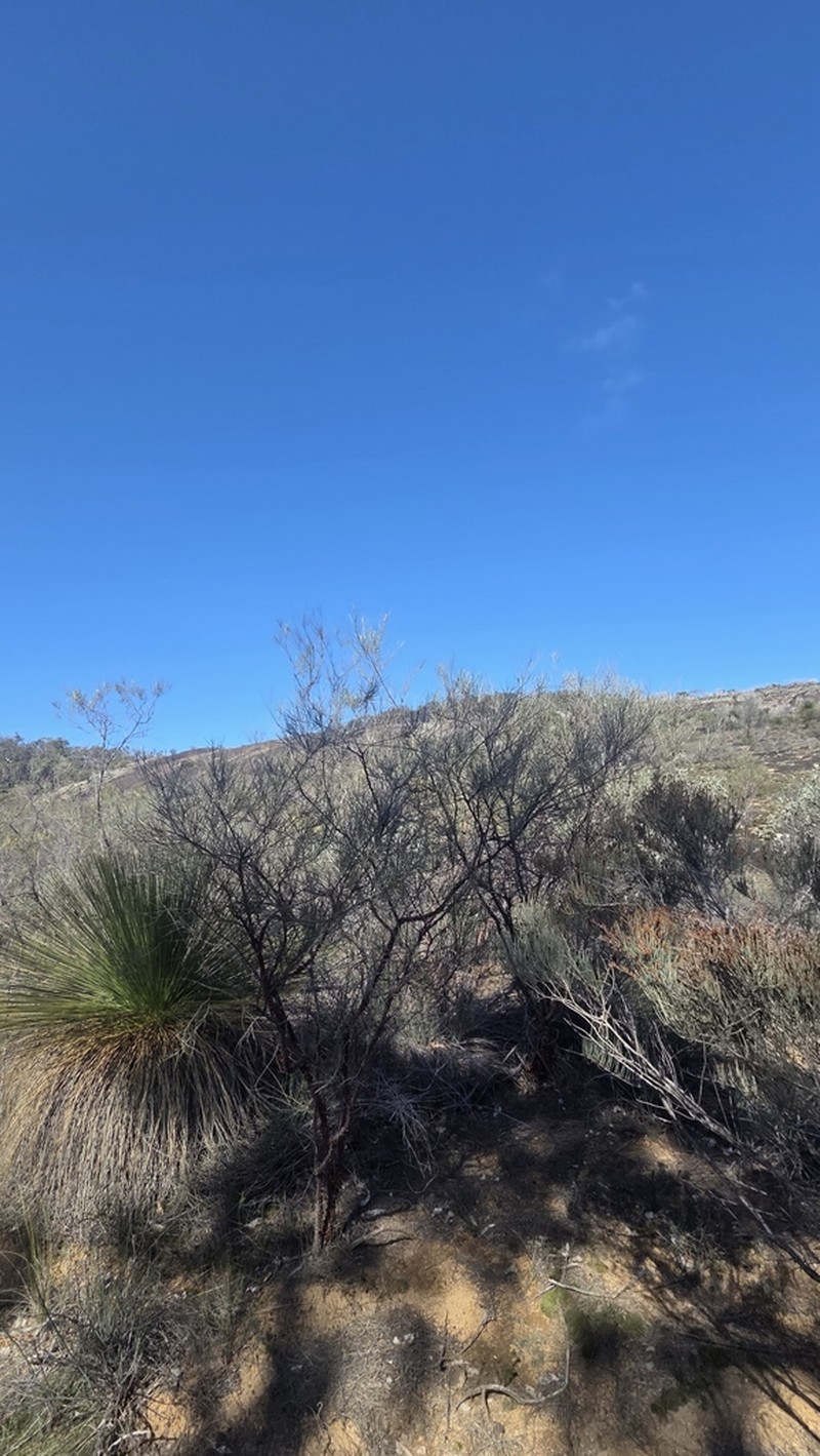 Acacia ephedroides photo 8