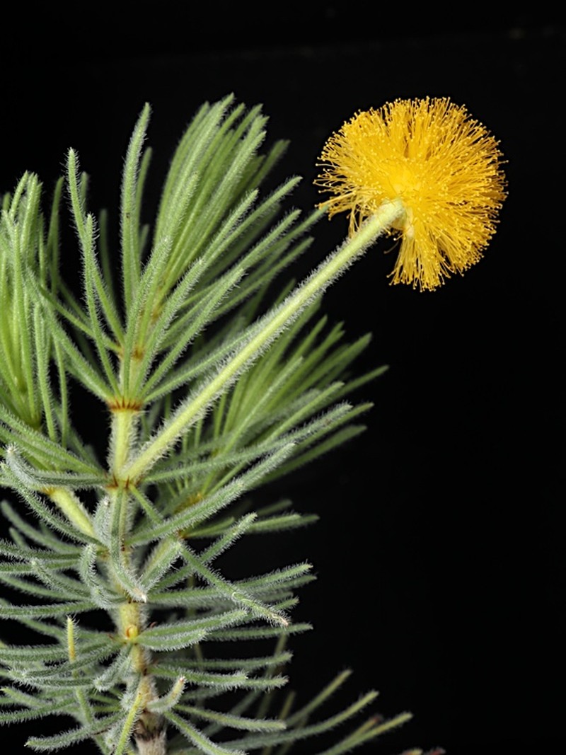 Acacia equisetifolia