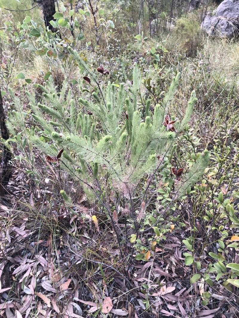 Acacia equisetifolia photo 2