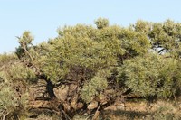 Acacia eremaea