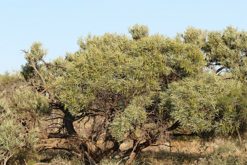 Acacia eremaea