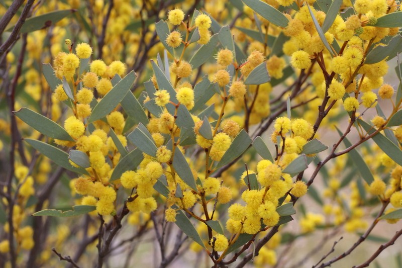 Acacia eremaea photo 2