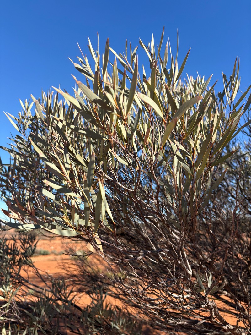 Acacia eremaea photo 3