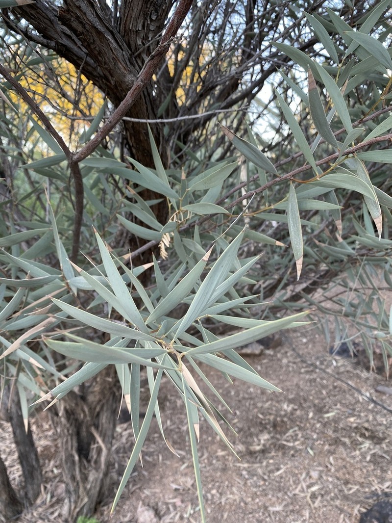 Acacia eremaea photo 4