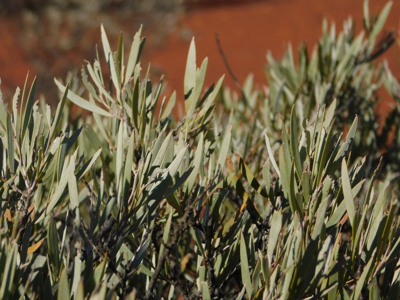 Acacia eremaea photo 5