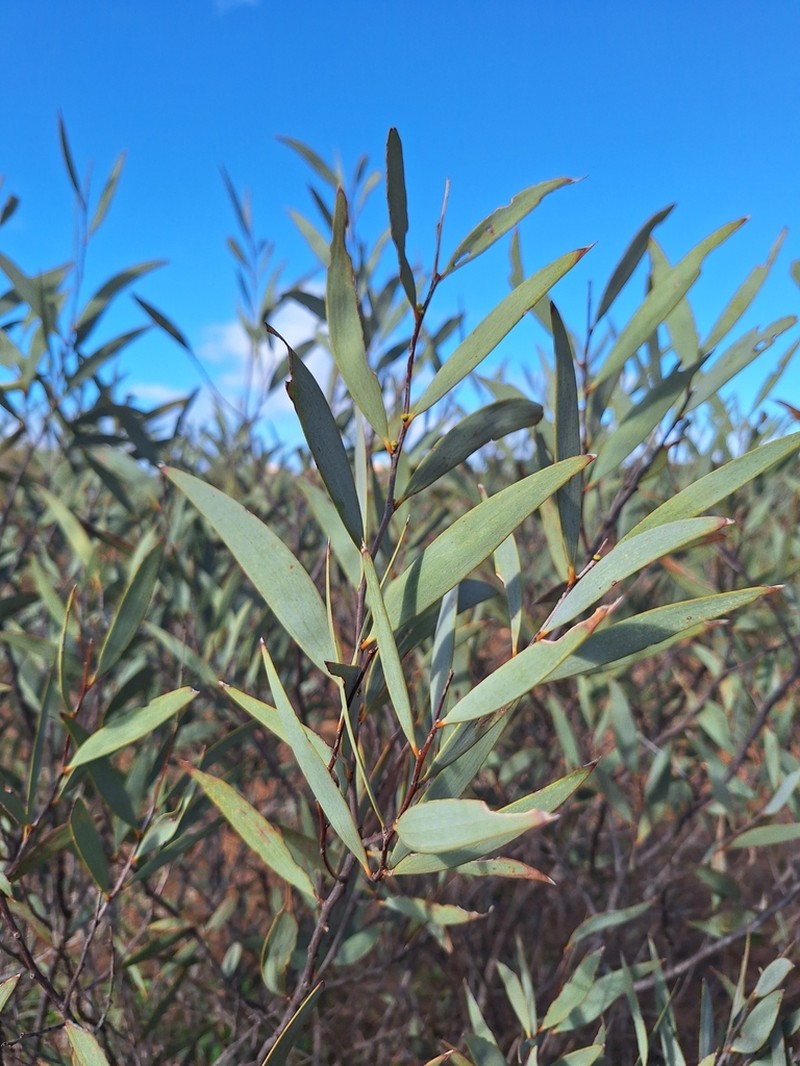 Acacia eremaea photo 6