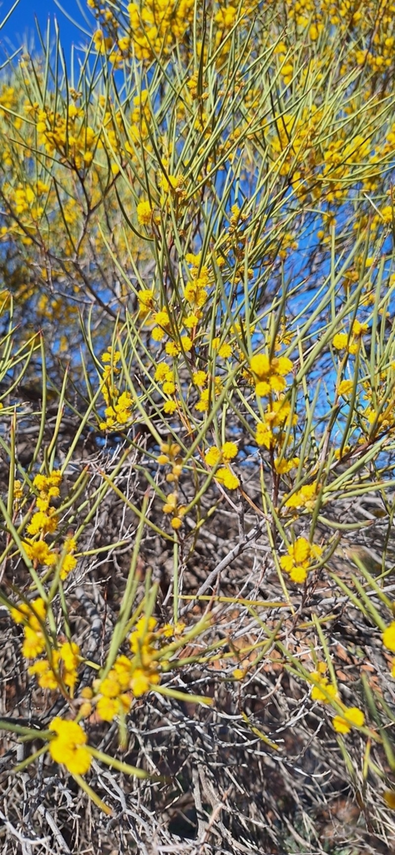 Acacia eremaea photo 7