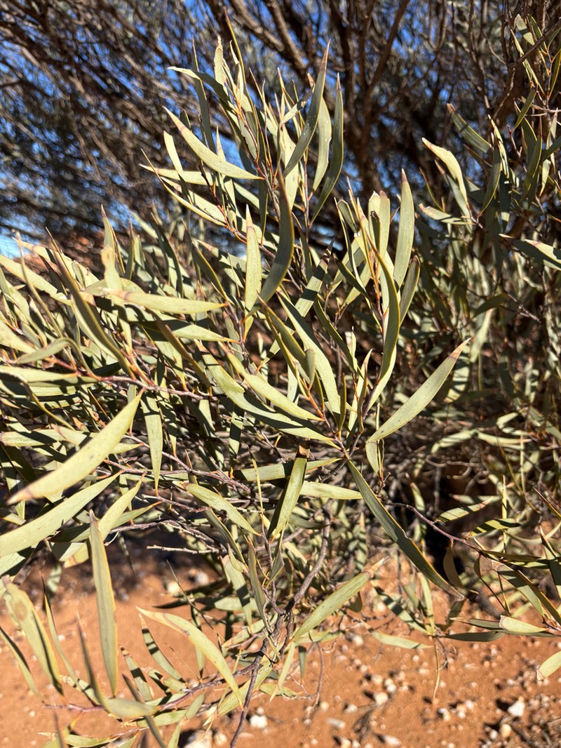 Acacia eremaea photo 8