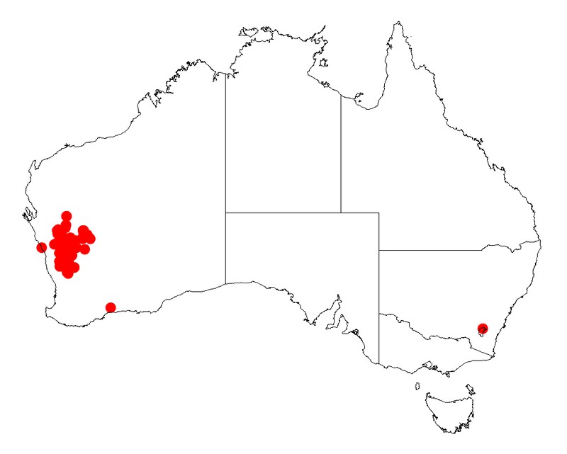 Acacia eremaea