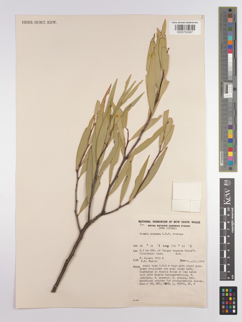 Acacia eremaea photo 2